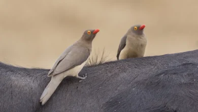 Red-Billed Oxpeckers