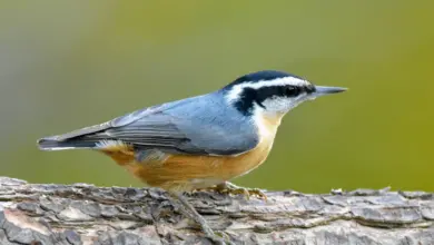 The Red-Breasted Nuthatch Resting In A Woods