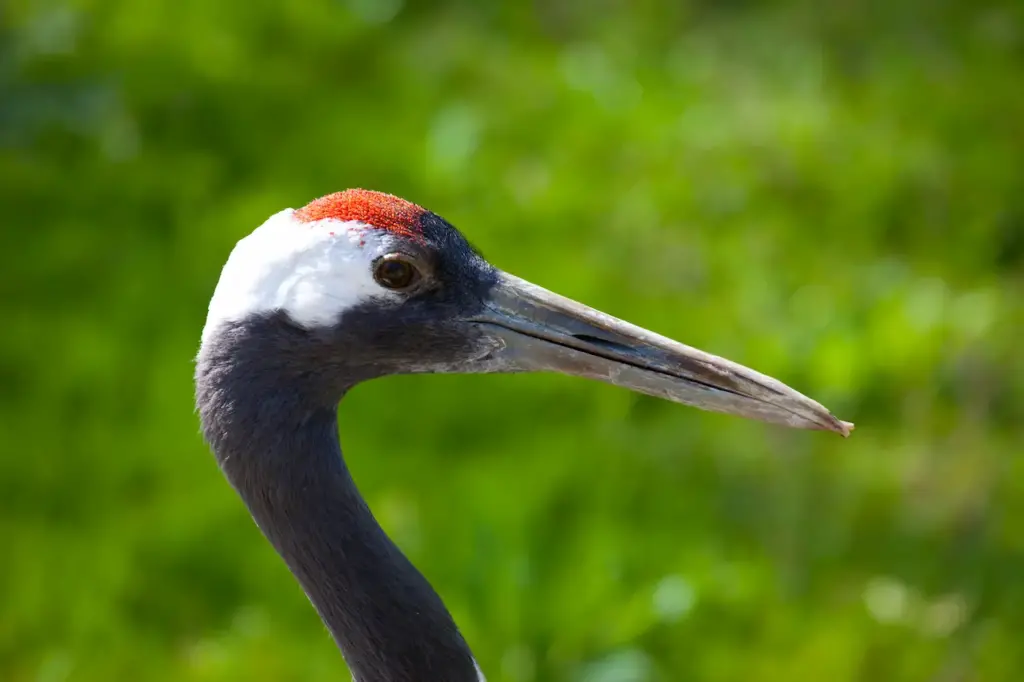 Close up Image of Red-Crowned Crane
