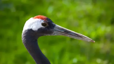 Close up Image of Red-Crowned Crane