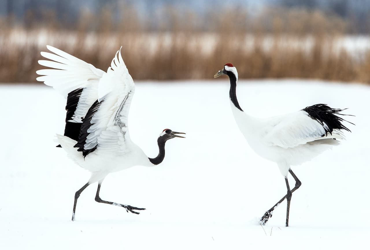 The Two Red-Crowned Cranes Are Playing With Each Other In The Snow
