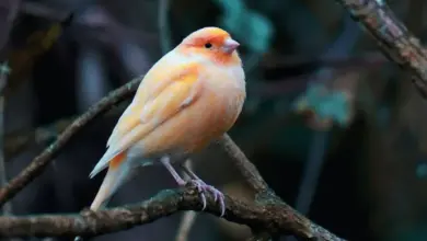 The Red Factor Canary Perched On Branch