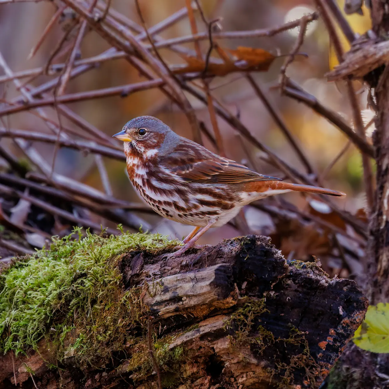 Red Fox Sparrow (Passerella Iliaca)