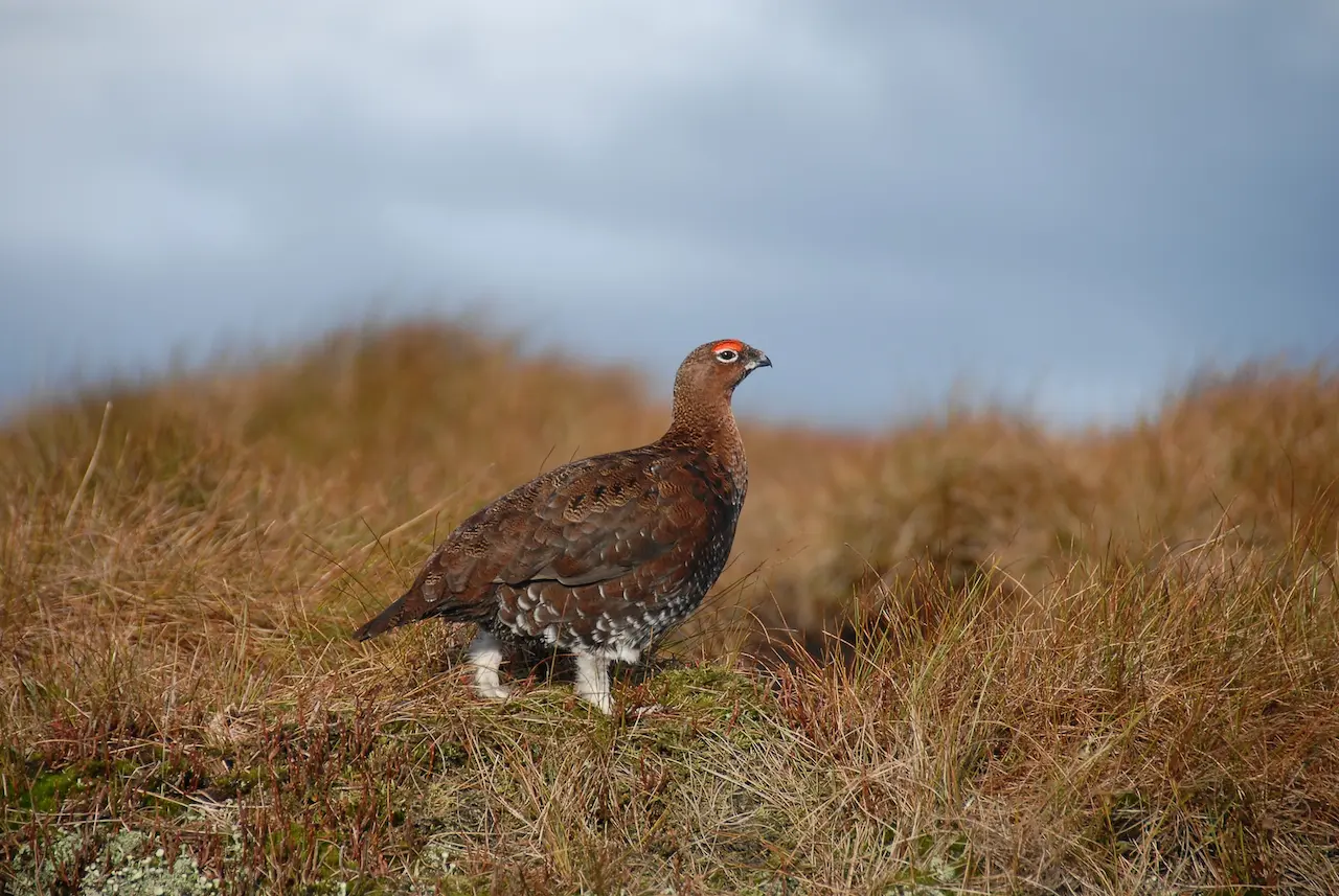 Red Grouse Standing in The Ground