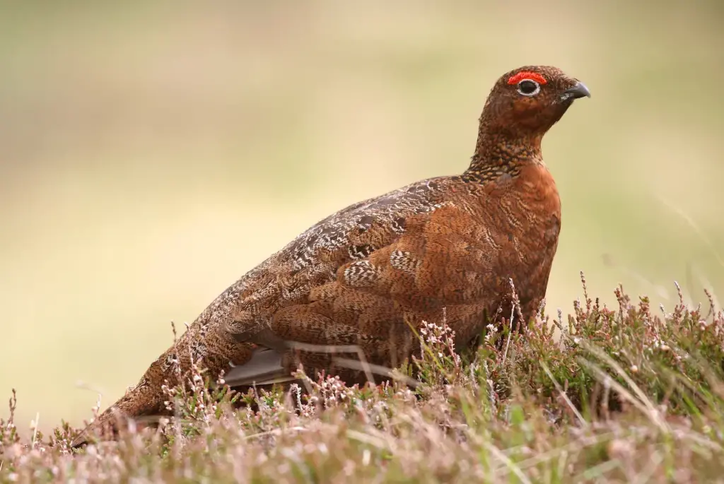 Red Grouse Resting on the Grass