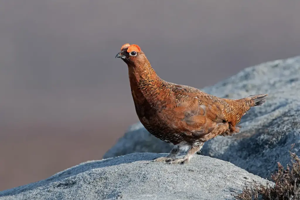 Red Grouse Resting on the Rock 