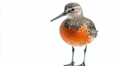 Red Knots Standing on a White Background