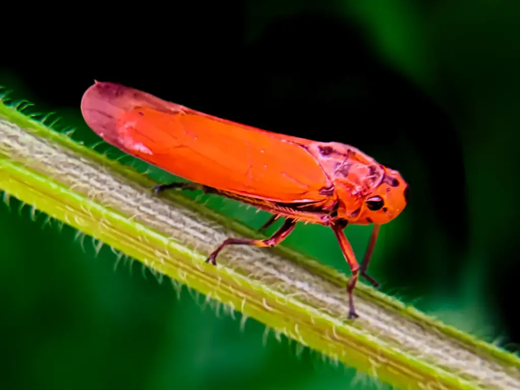 Red Leafhoppers Standing on Green Grass