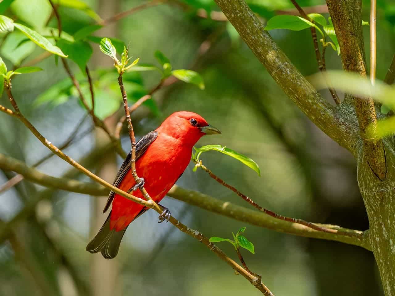 The Red Reddish Tanagers Perched On A Thorn of A Wood