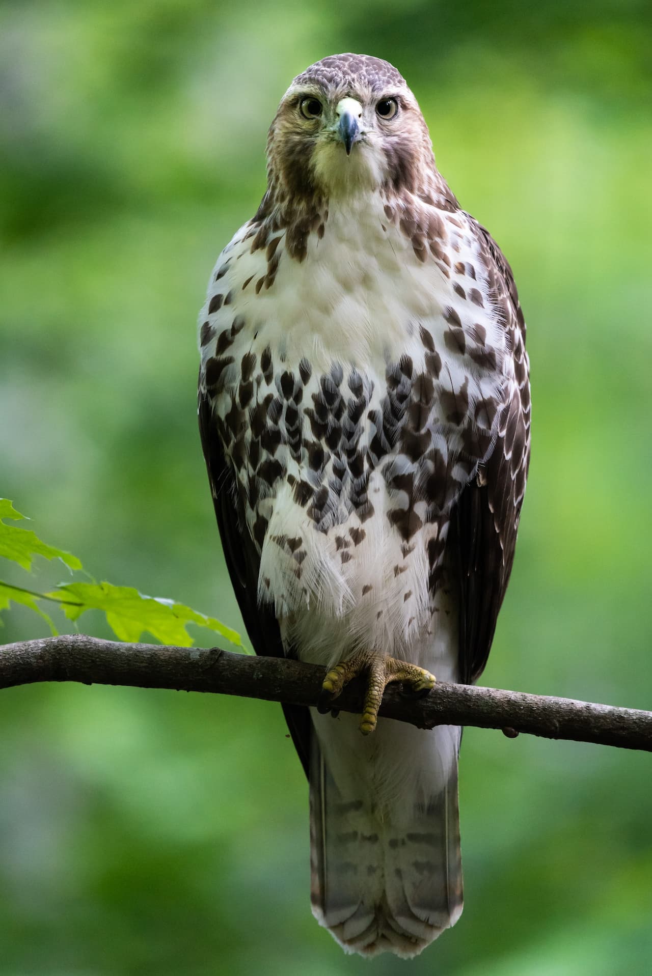 The Red Tail Hawk Sitting Calmly On A Thorn Of Woods