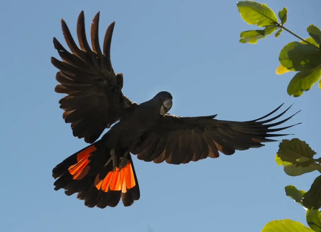 Red Tailed Black Cockatoos In Flight