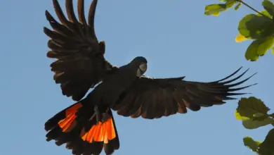 Red Tailed Black Cockatoos In Flight