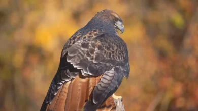 A Red-Tailed Hawk Sitting on Top of a Cut Tree