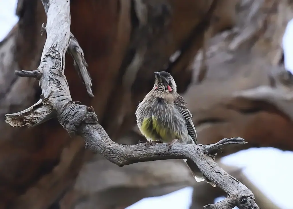 The Red Wattlebirds Resting On A Branch