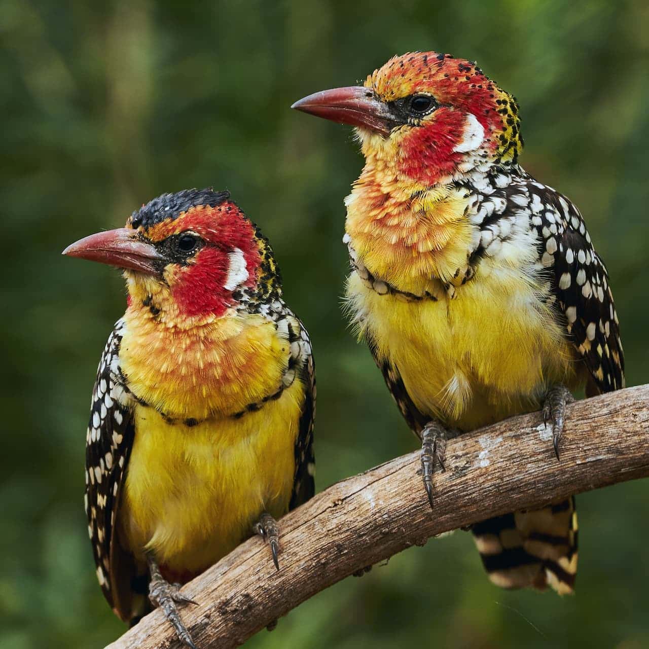 The Two Red-and-yellow Barbets Are Resting In A Branch Of A Tree