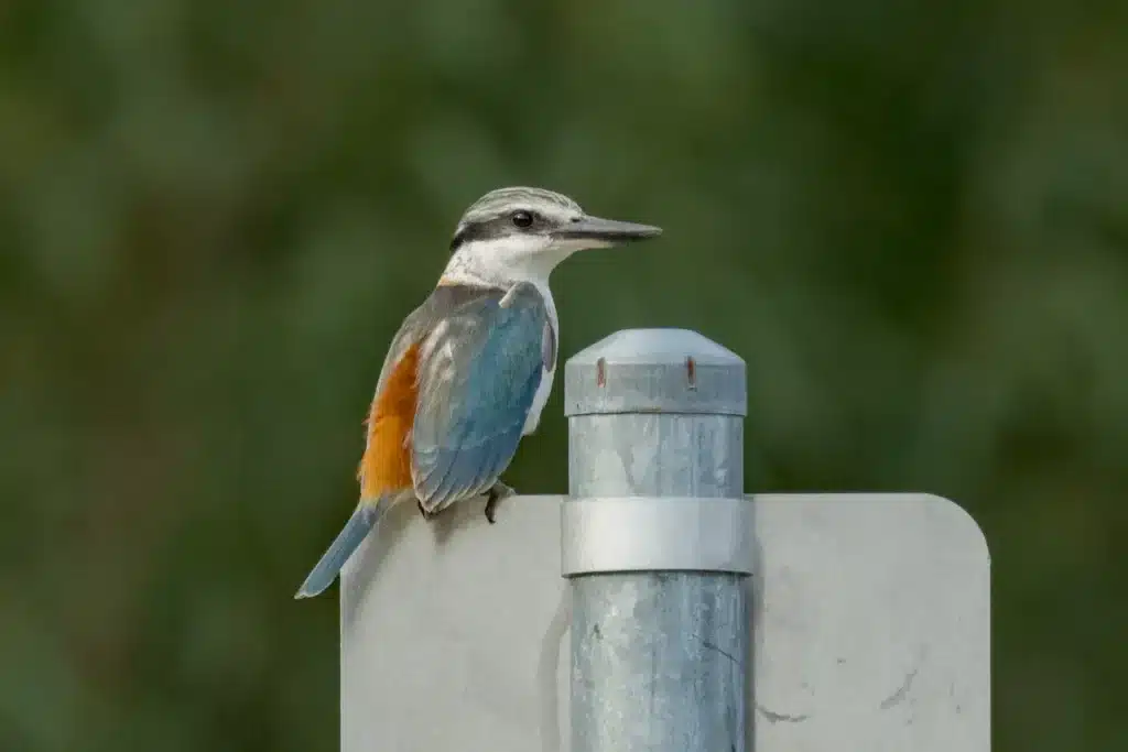 Red-backed Kingfishers
