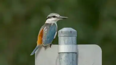 Red-backed Kingfishers
