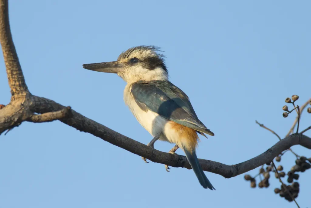 Red-backed Kingfishers Image