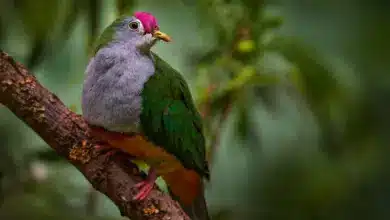 Red-bellied Fruit-doves Perched on a Tree Branch