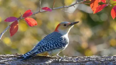The Red-bellied Woodpeckers Perched In A Tree