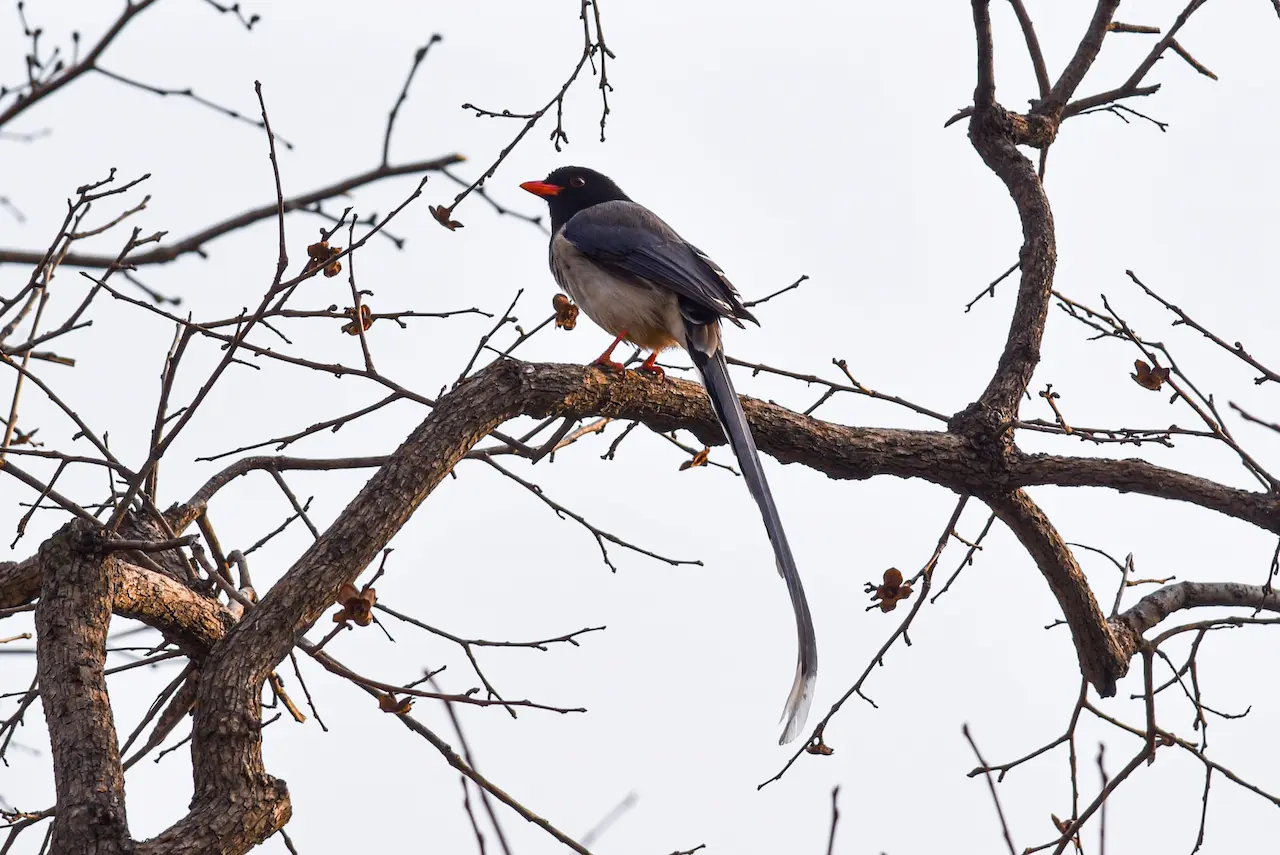 The Red-billed Blue Magpies Resting Into The Woods