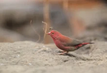 Red-billed Firefinches