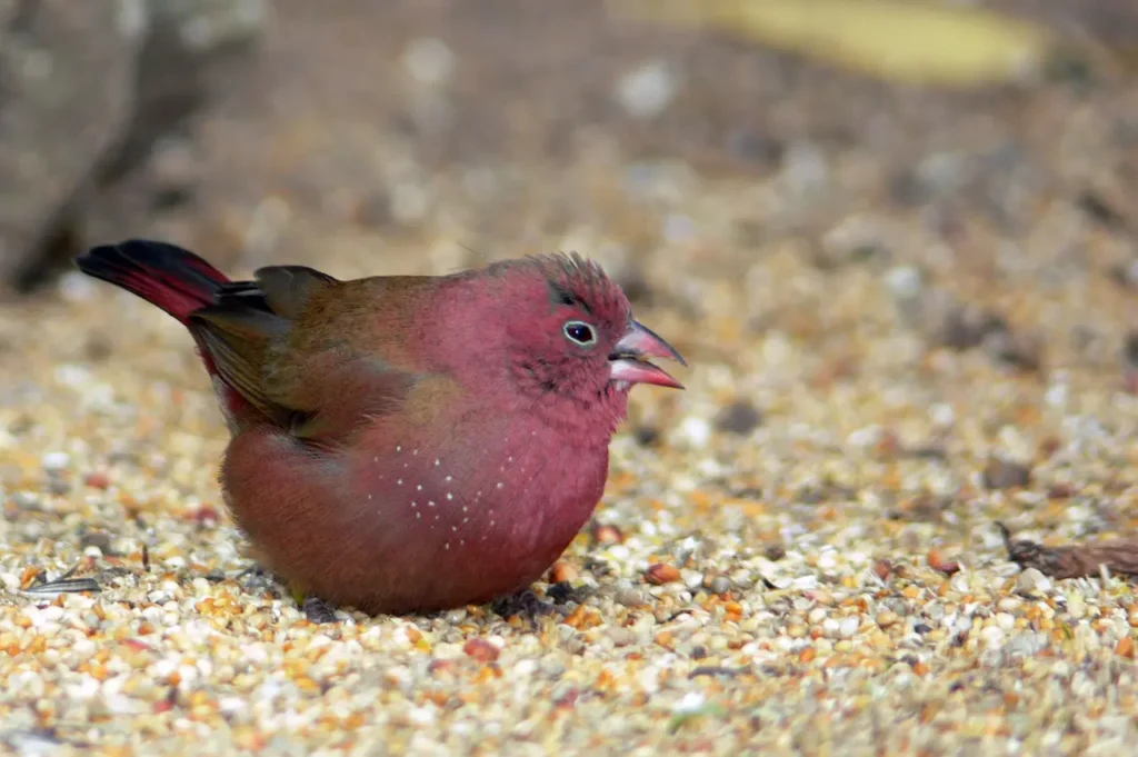 Red-billed Firefinches Image 
