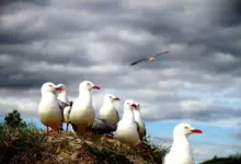 Flock of Red-billed Gulls on the Ground