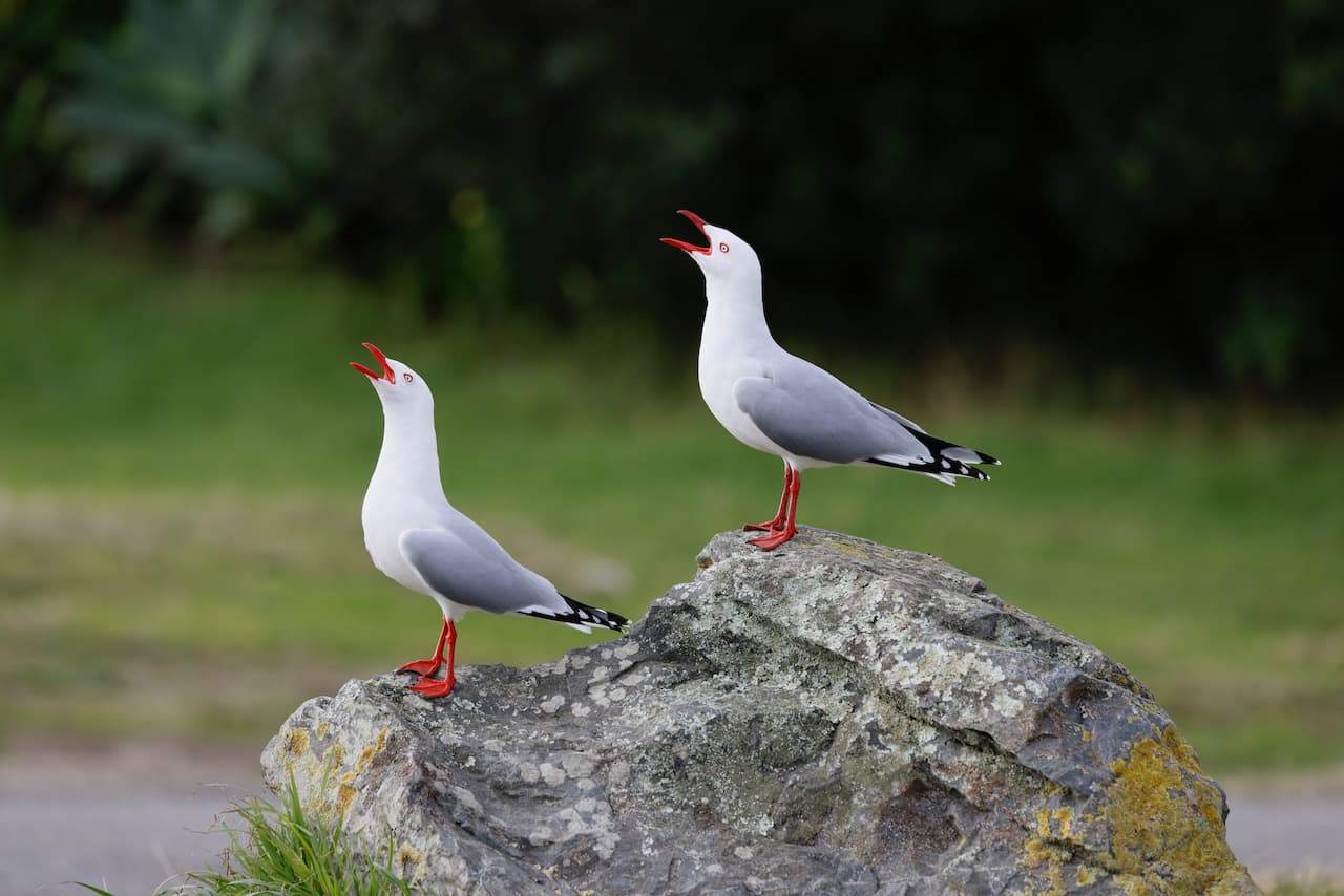 Two Red-billed Gulls Standing On The Rock