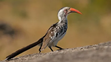 Red-billed Hornbills