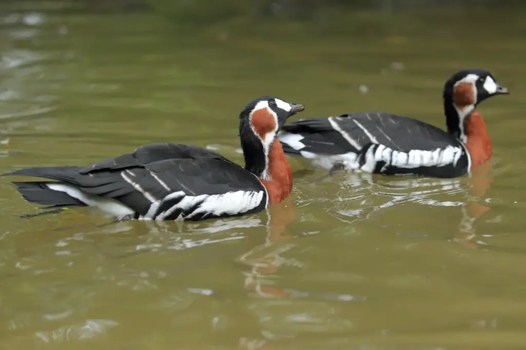 Red-breasted Geese on the Water 
