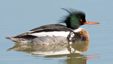 Red-breasted Mergansers