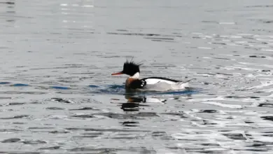 The Red-breasted Mergansers Alone Looking For Food