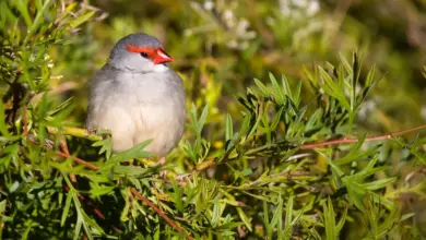 Red-browed Finches Resting on a Bush