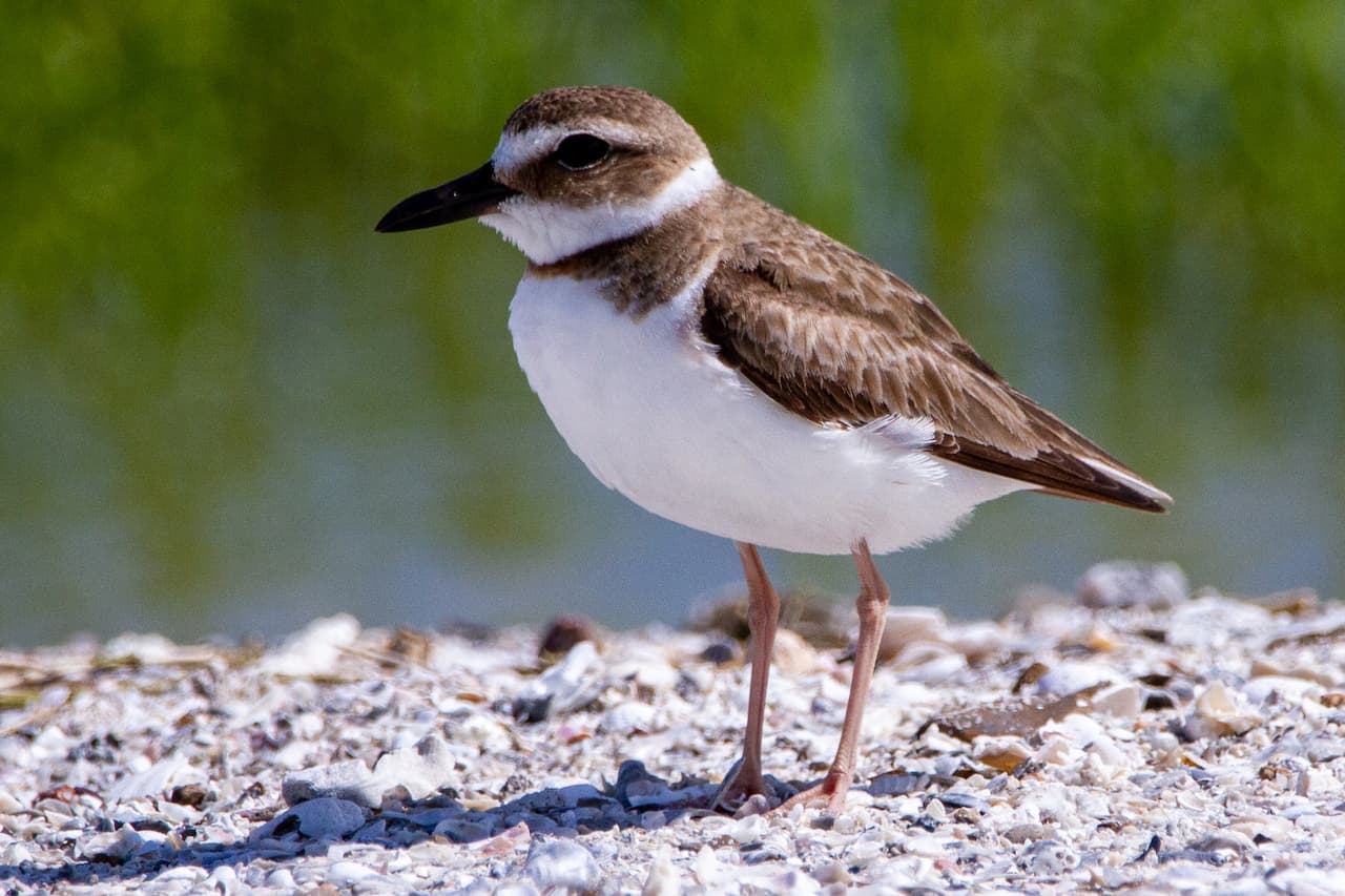 The Red-capped Plovers Are Searching Prey Near The Ocean