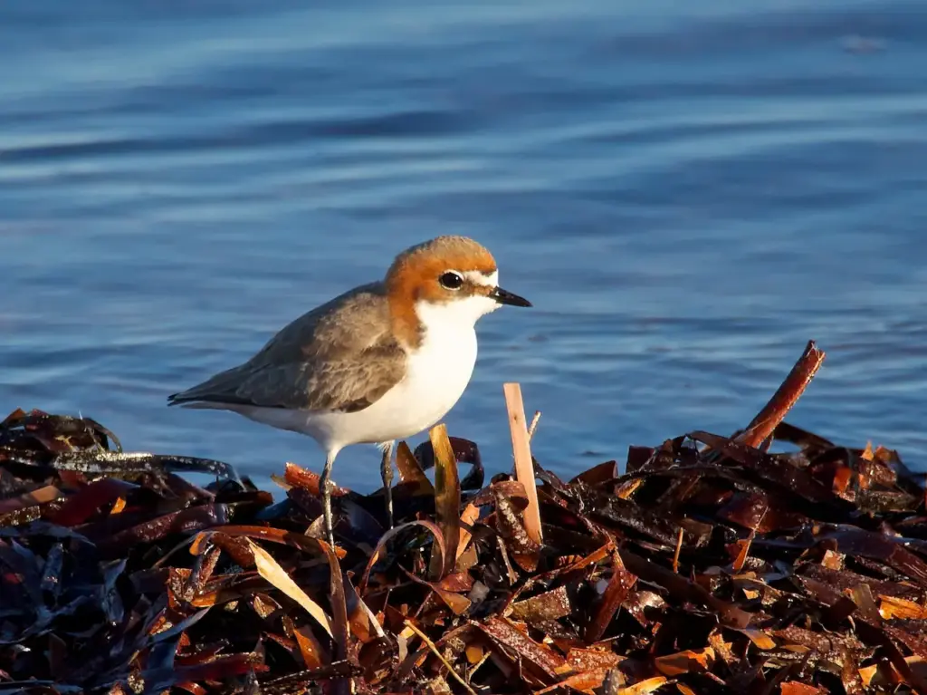 Red-capped Plovers Next to a Water