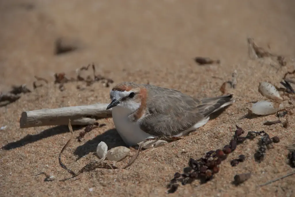 Red-capped Plovers Sitting on its Nest in the Sand