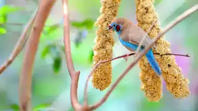 Red-cheeked Cordon-bleu Finches Perched On A Tree Branch