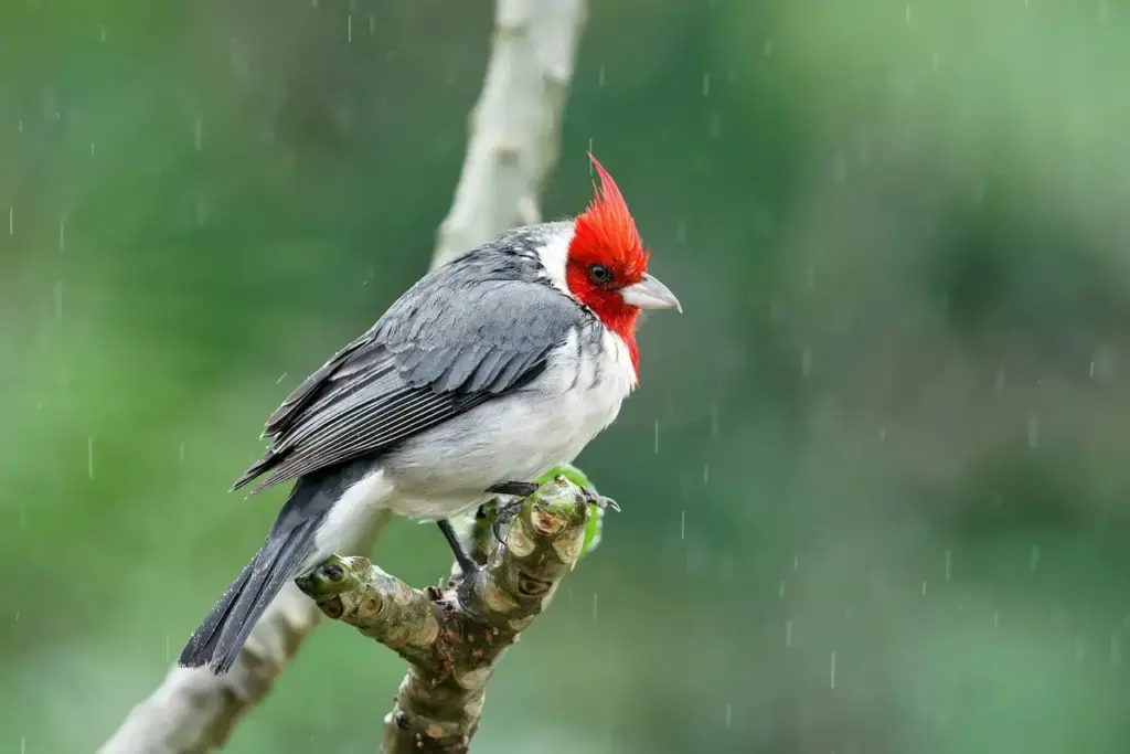Red-crested Cardinal (Paroaria coronata) Perched In The Rain