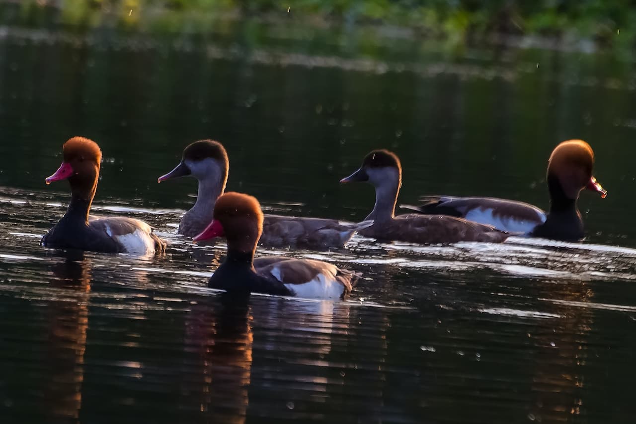 A Group Of Red-crested Pochards In The Water