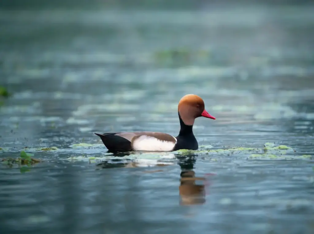 Red-crested Pochards Swimming