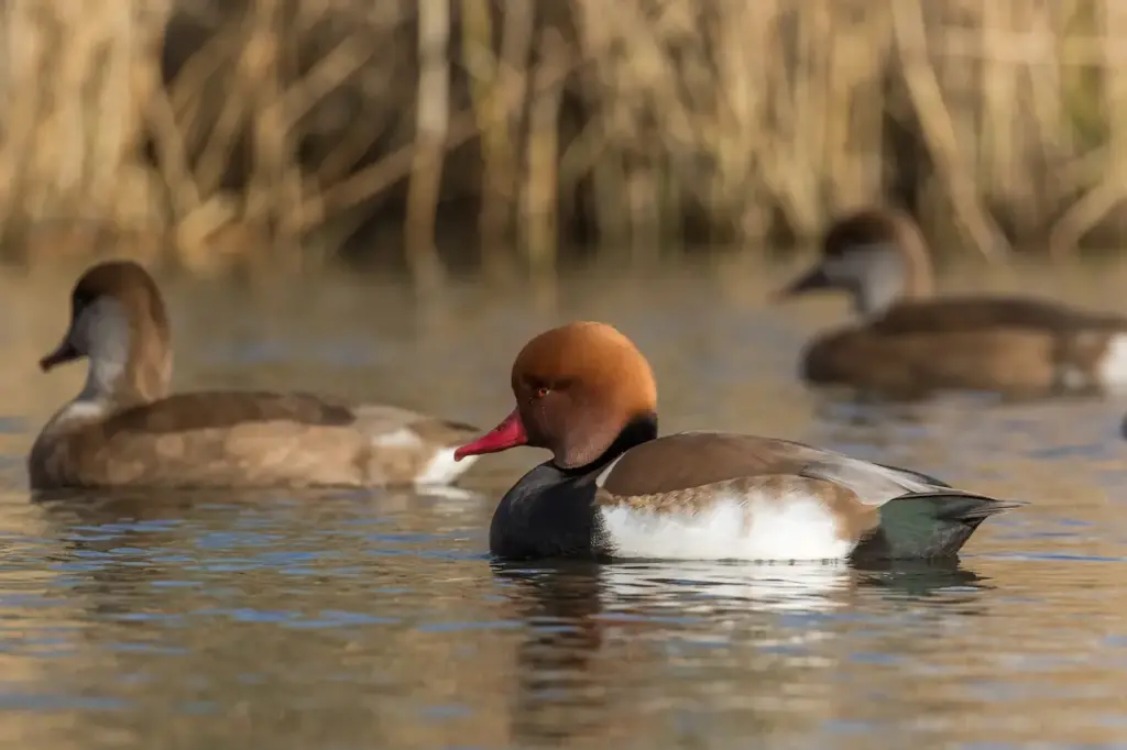 Red-crested Pochards in the Water 
