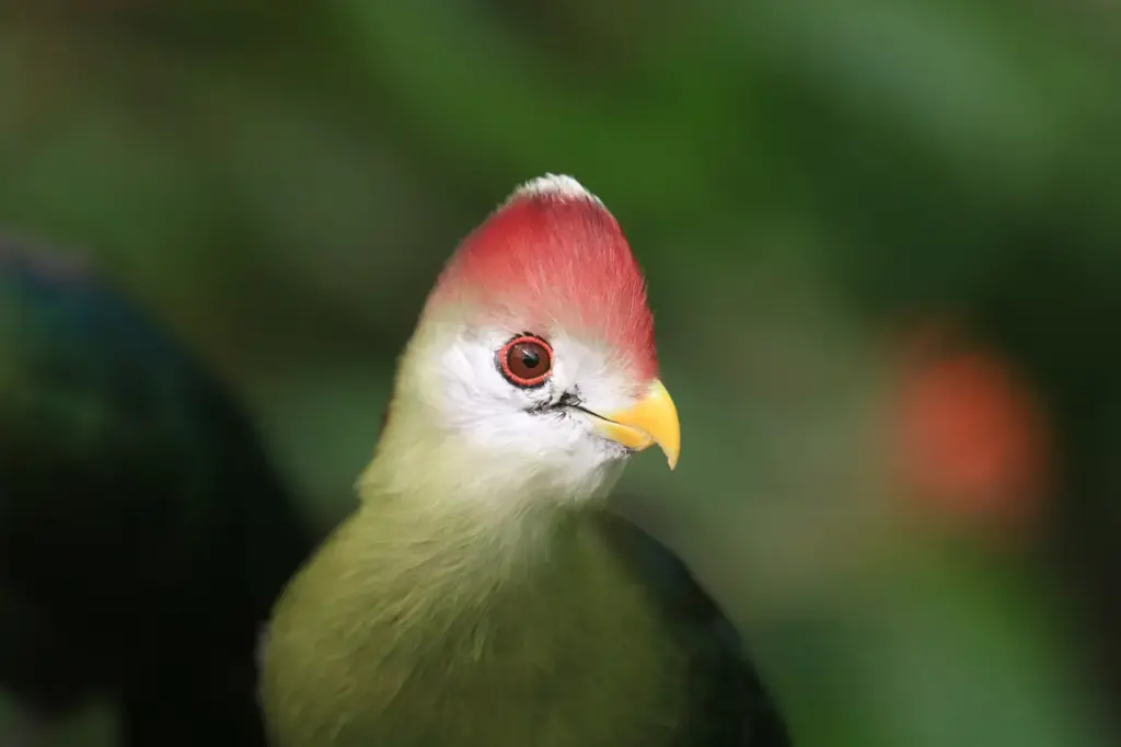 A Close up Image of Red-crested Turaco