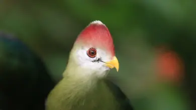 A Close up Image of Red-crested Turaco