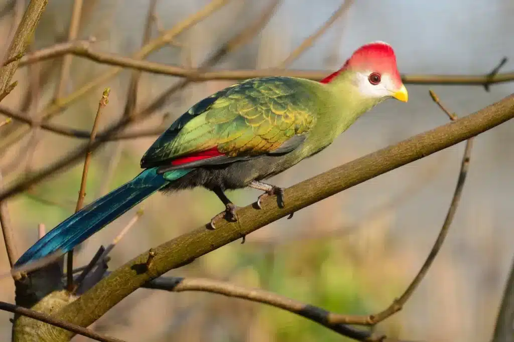 Red-crested Turacos 