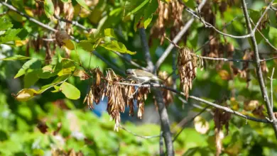 The Red eyed Vireo perched In Tree