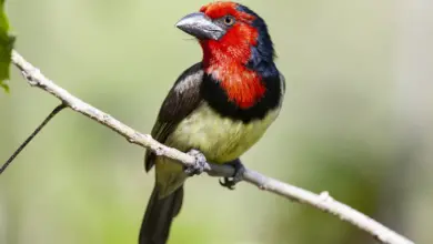 Red-faced Barbets on a Tree Branch