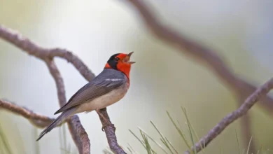 Red-faced Warblers