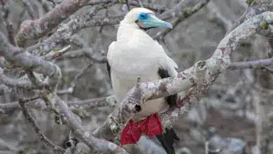 Red-footed Boobies Perched on a Tree Branch