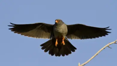 Red-footed Falcons is on Flight
